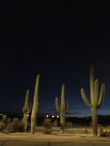 The Desert in Tucson 