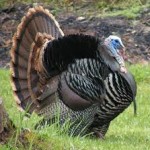 Don't be a turkey take care of your health